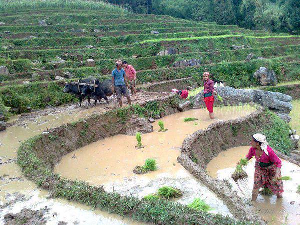 किसानहरु असार १५ मनाउँदै